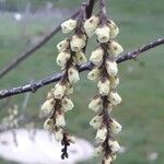 Stachyurus chinensis Flor