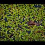 Salvinia natans Leaf