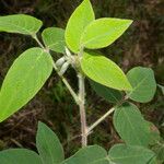 Desmodium maxonii Leaf