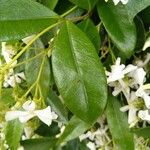 Trachelospermum jasminoides Ліст