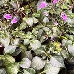 Brillantaisia lamium Leaf