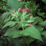 Pulmonaria rubra Blad