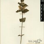 Eriophyton nepalense Otro