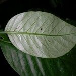 Piper prismaticum Leaf