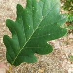 Quercus petraea Blad