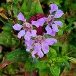 Cuphea procumbens Blomst