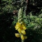 Verbascum thapsusŽiedas