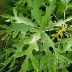 Cussonia paniculata 葉
