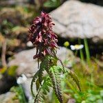 Pedicularis recutita Цветок