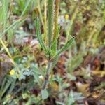 Silene nocturna Frunză