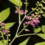 Lonchocarpus parviflorus Floare