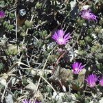 Drosanthemum hispidum Leaf