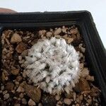 Mammillaria bocasanaBlatt