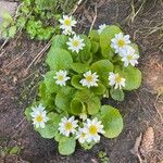 Caltha leptosepala Fiore