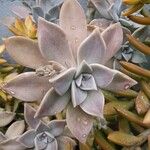 Graptopetalum paraguayense Yaprak