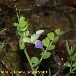 Vicia laeta 花