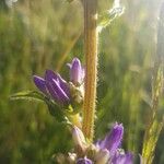 Campanula cervicaria Écorce