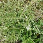 Cynoglossum lanceolatum Flor