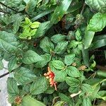 Scutellaria costaricana Habit