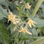 Solanum lycopersicum Flower