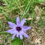 Catananche caerulea 花