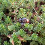 Empetrum nigrum Fruto