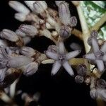Psychotria poissoniana Blüte
