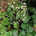 Saxifraga stolonifera Habit