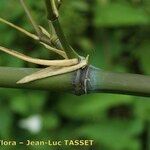 Phyllostachys flexuosa Écorce