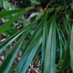 Bulbophyllum variegatum Other