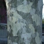 Pinus bungeana Bark