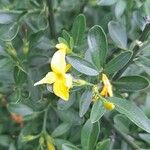 Jasminum fruticans Цветок