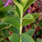 Stevia rebaudiana Blad