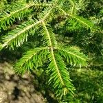 Abies alba Blatt