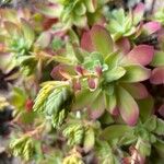 Sedum palmeri List