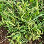 Dactyloctenium aegyptium 花