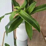 Callisia fragrans葉