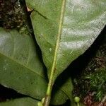 Chrysophyllum venezuelanense Frunză