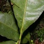Chrysophyllum venezuelanense Hoja