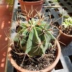 Ferocactus emoryi Habit