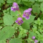 Galeopsis pubescens Flower