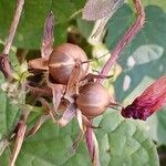 Ipomoea purpurea Fruit