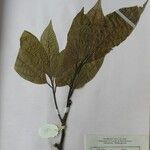 Cinnamomum glanduliferum Beste bat