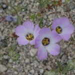 Linanthus dianthiflorus Flor