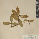 Ilex dipyrena Other