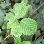 Rubus polyanthemus Lehti