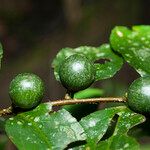 Casearia acuminata Плід