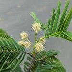 Anadenanthera colubrina പുഷ്പം