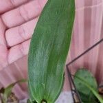 Dendrobium nobile Leaf