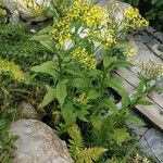 Senecio hercynicus Feuille